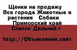 Щенки на продажу - Все города Животные и растения » Собаки   . Приморский край,Спасск-Дальний г.